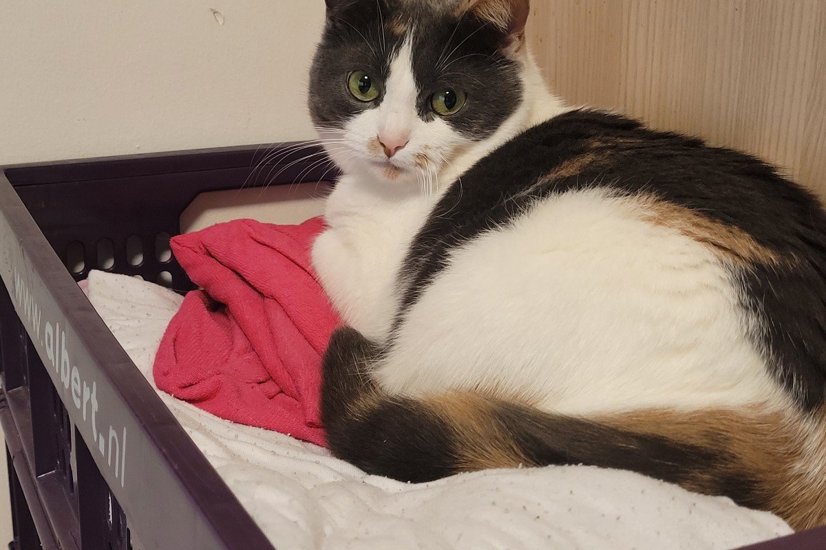 Puss