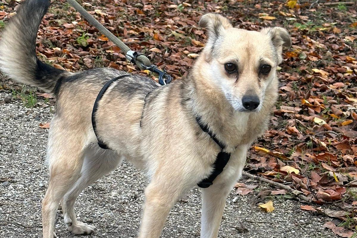 Misha