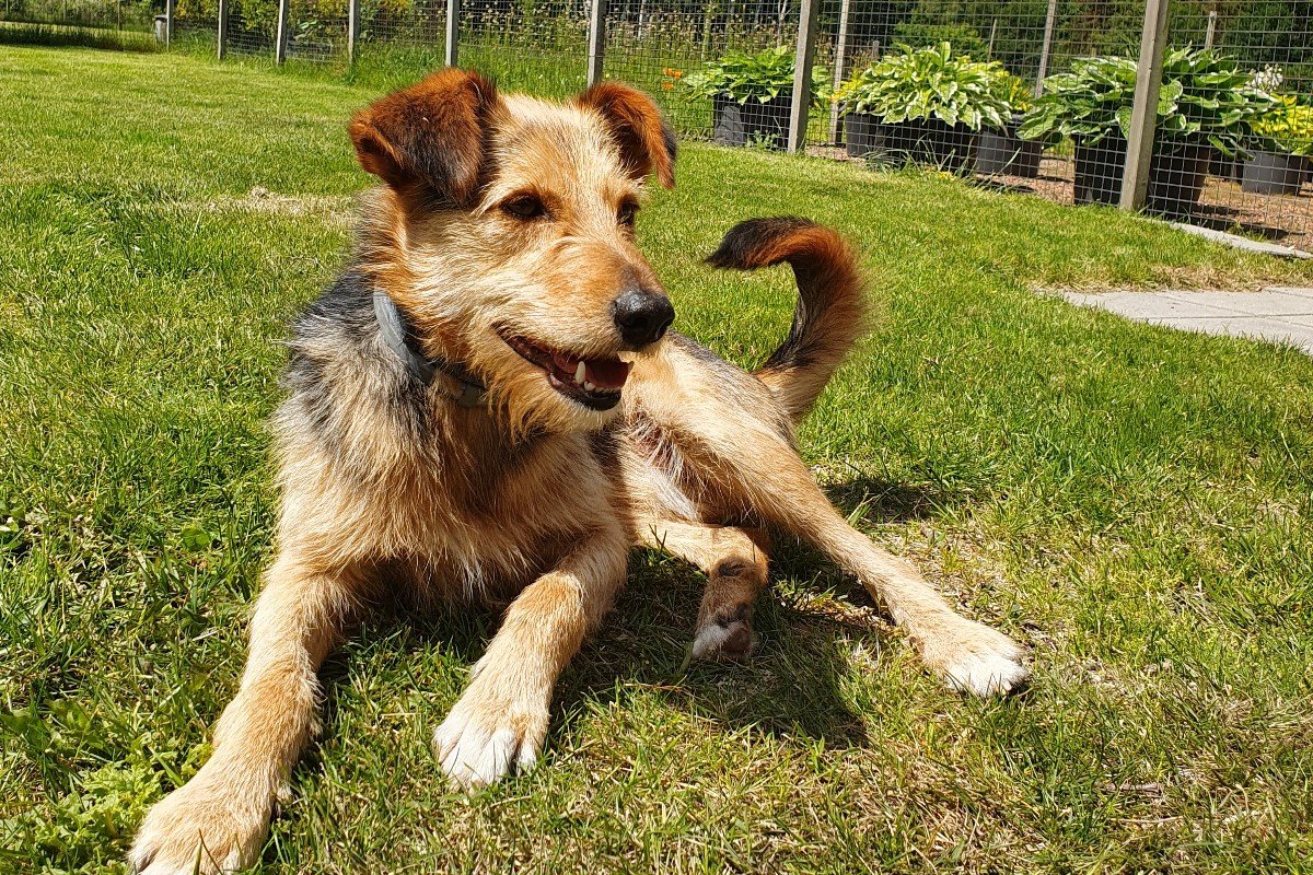 Gijs