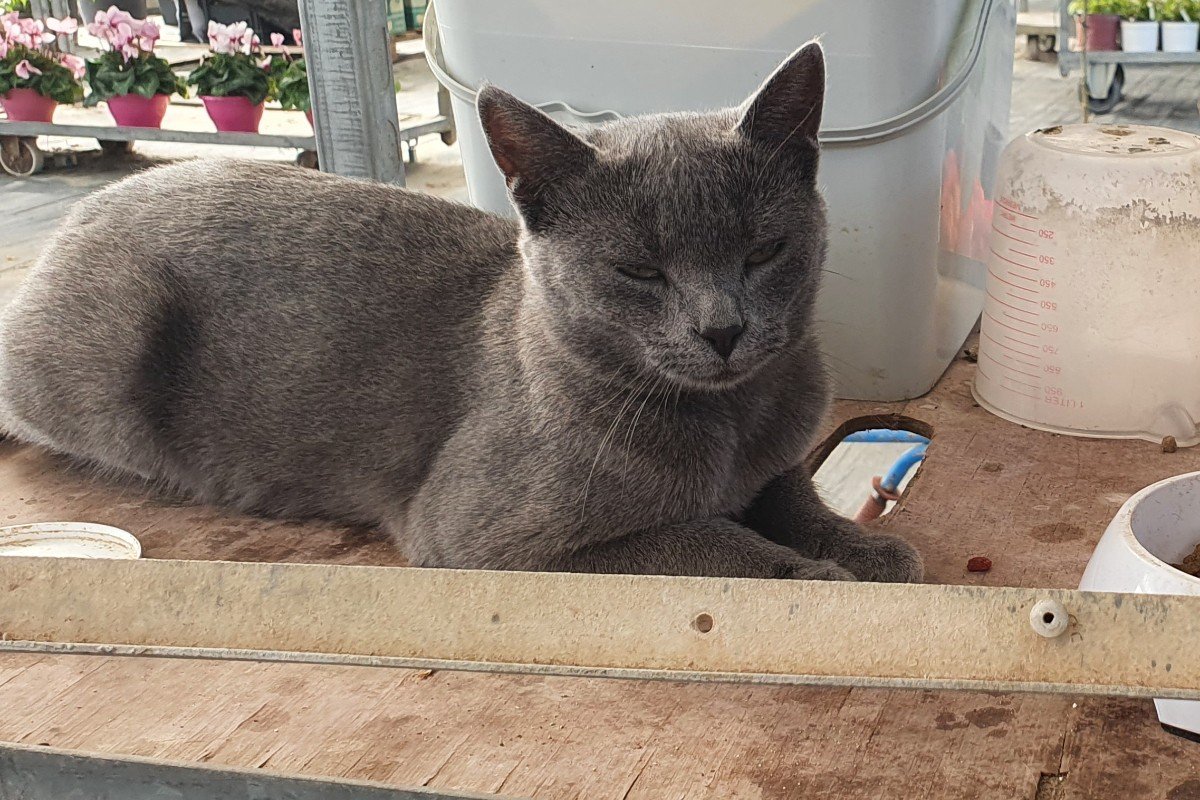 Coco