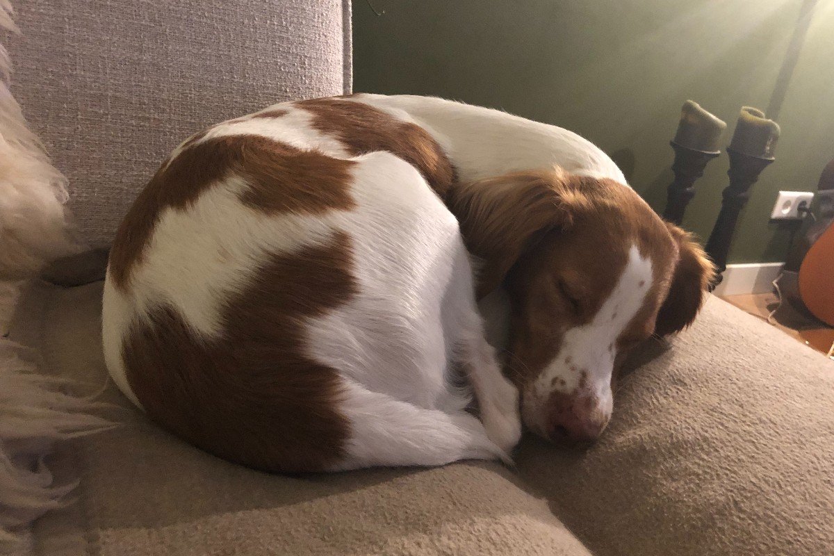 Rubi
