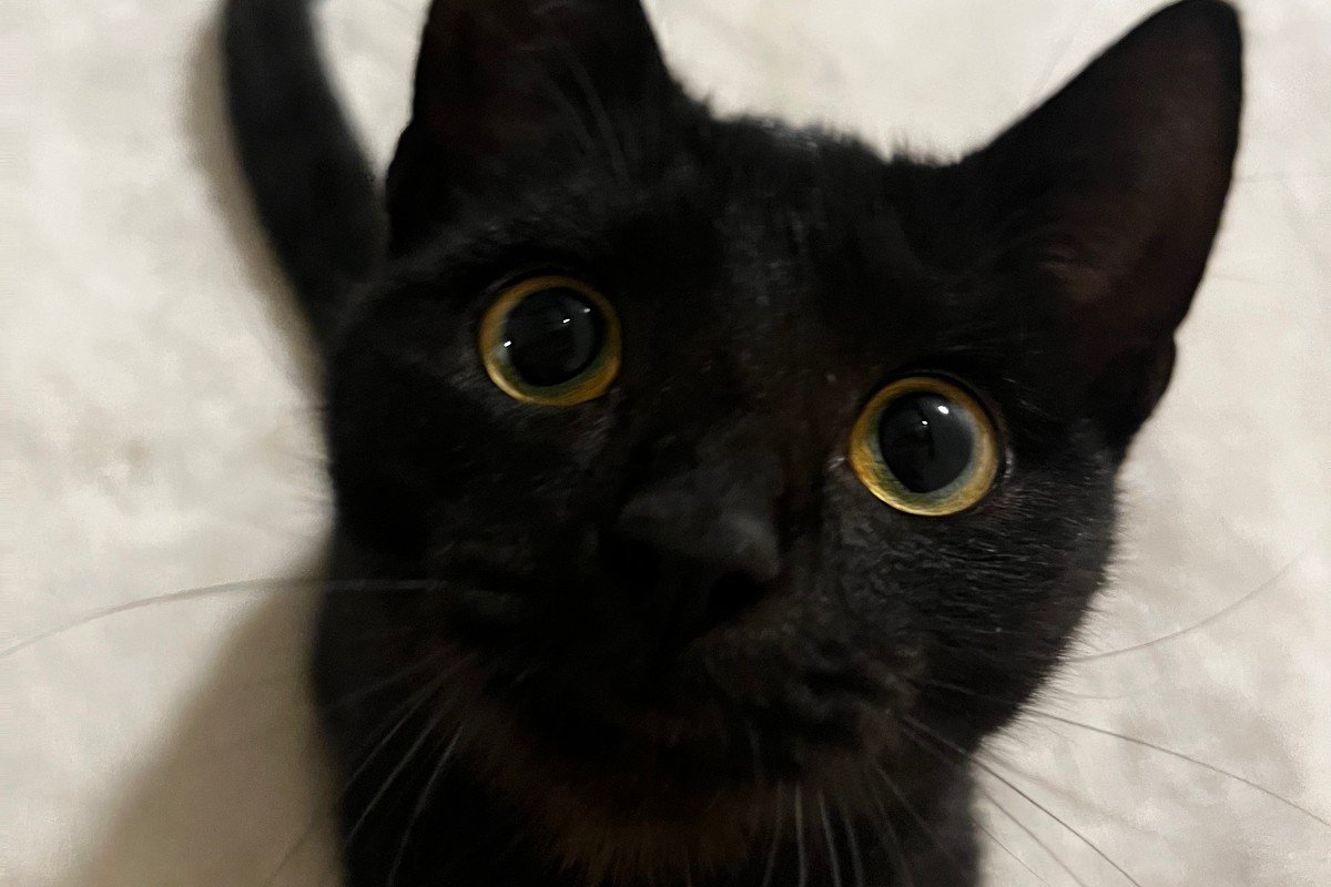 Stella