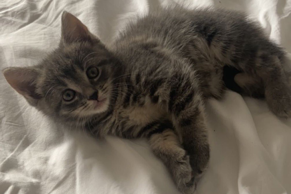 Nala