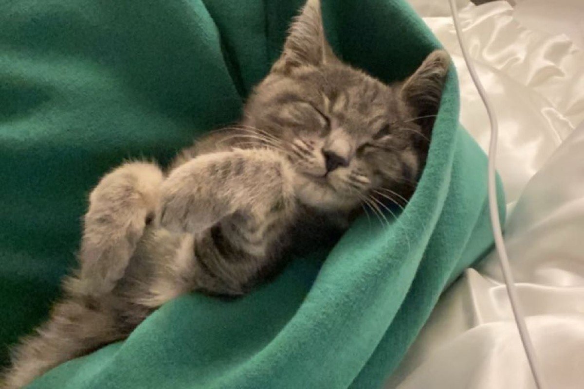 Nala