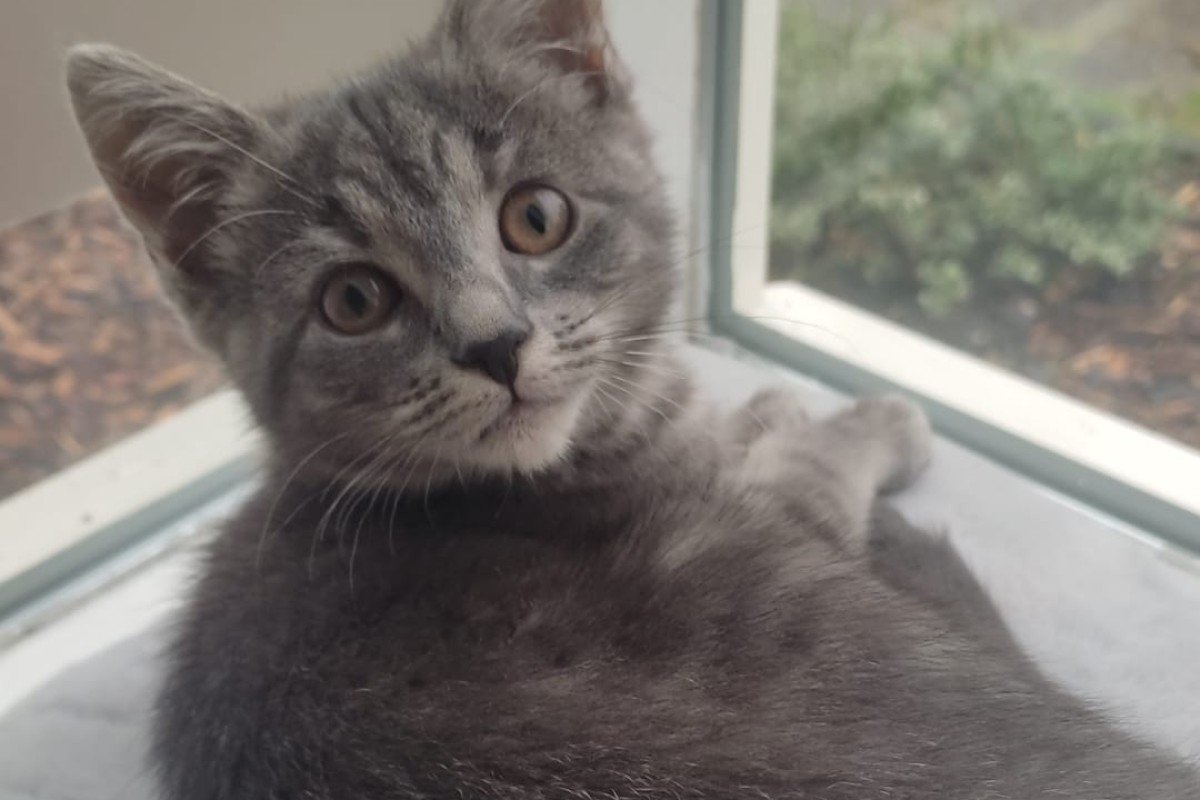 Nala