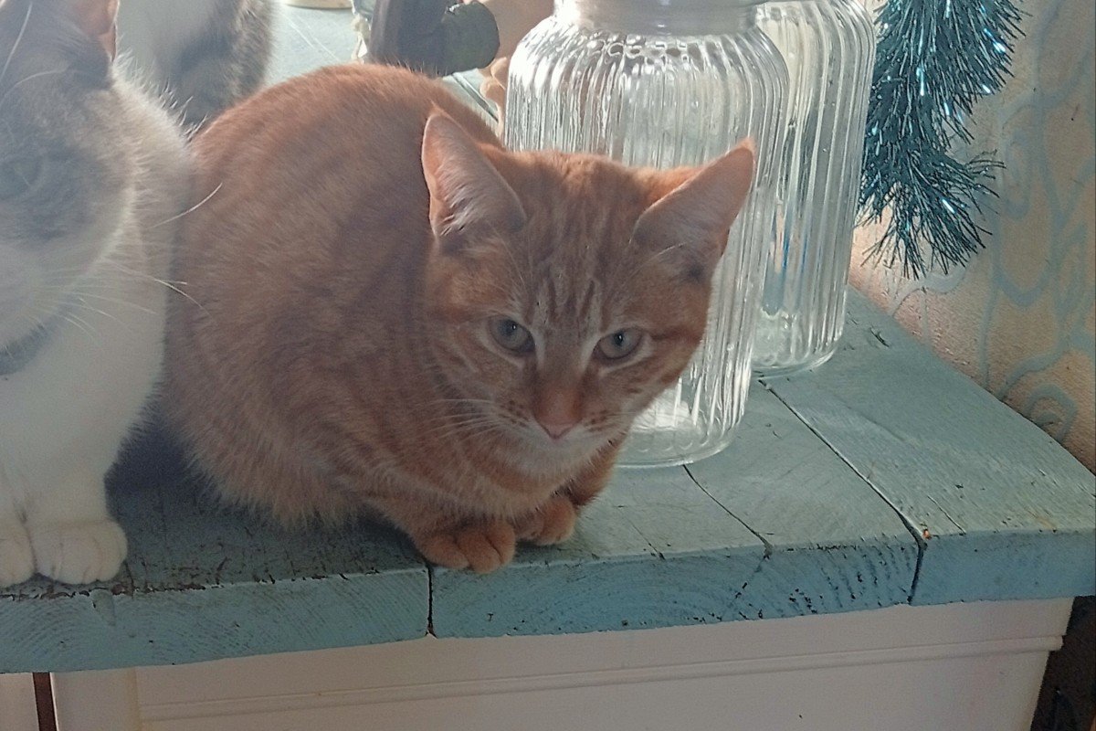 Garfield