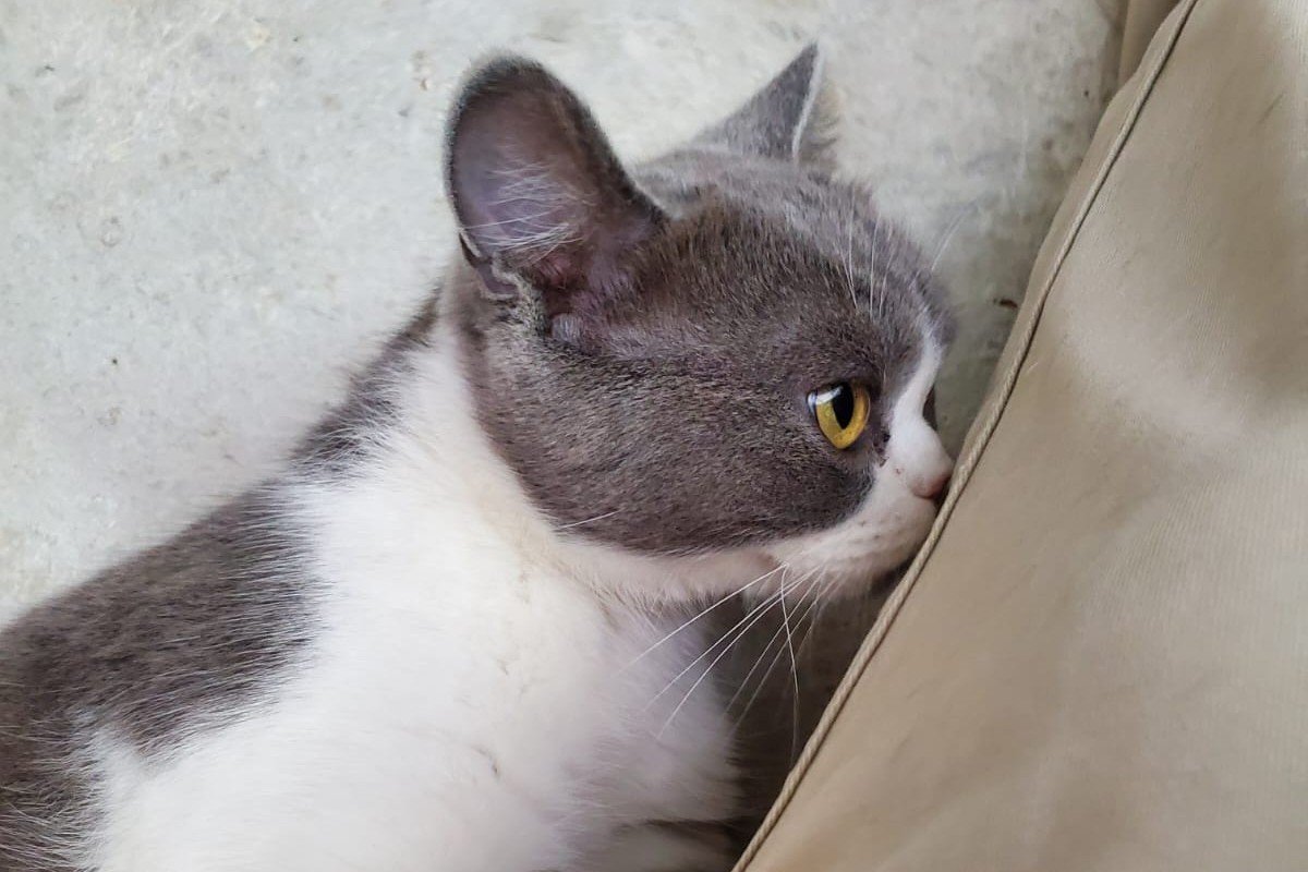 Nico