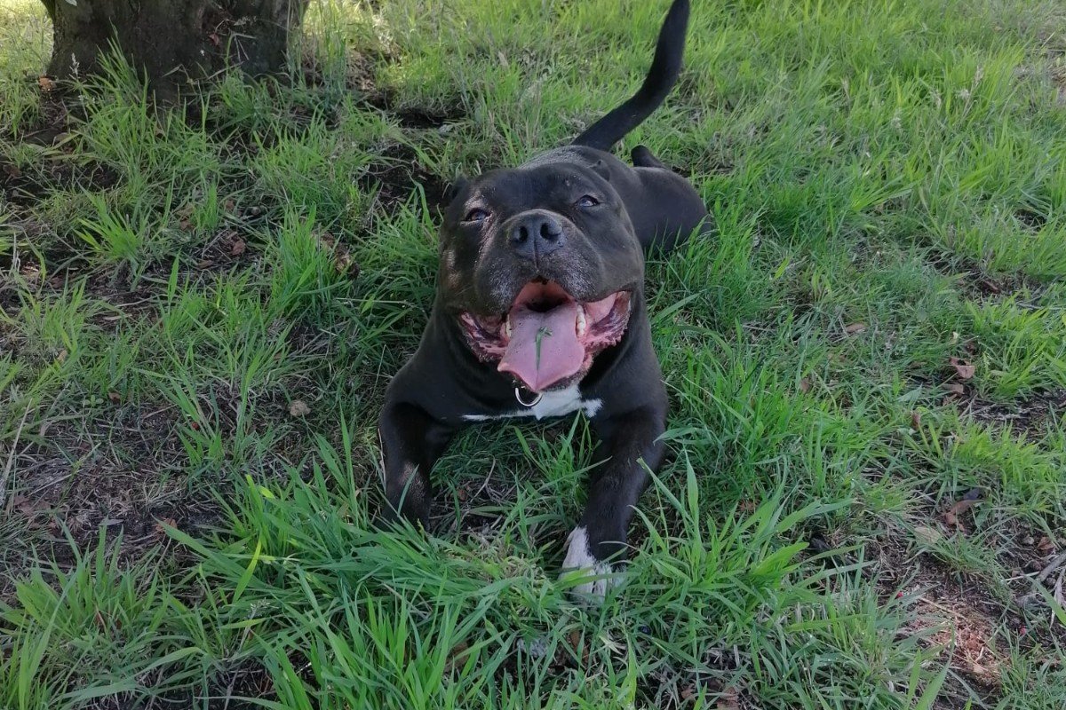 Bullit