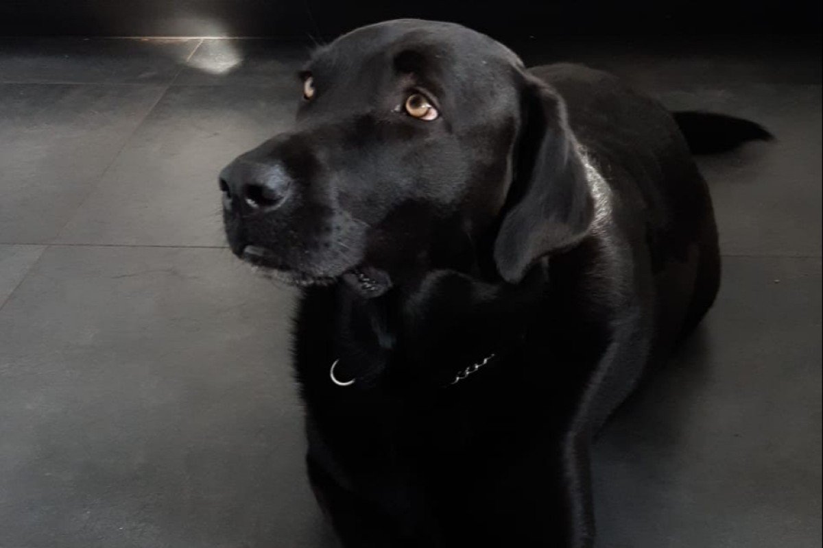 Balou