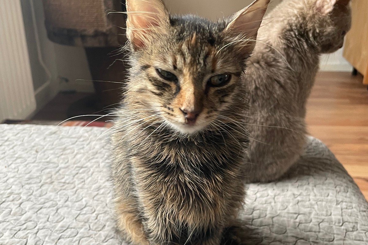 Nala