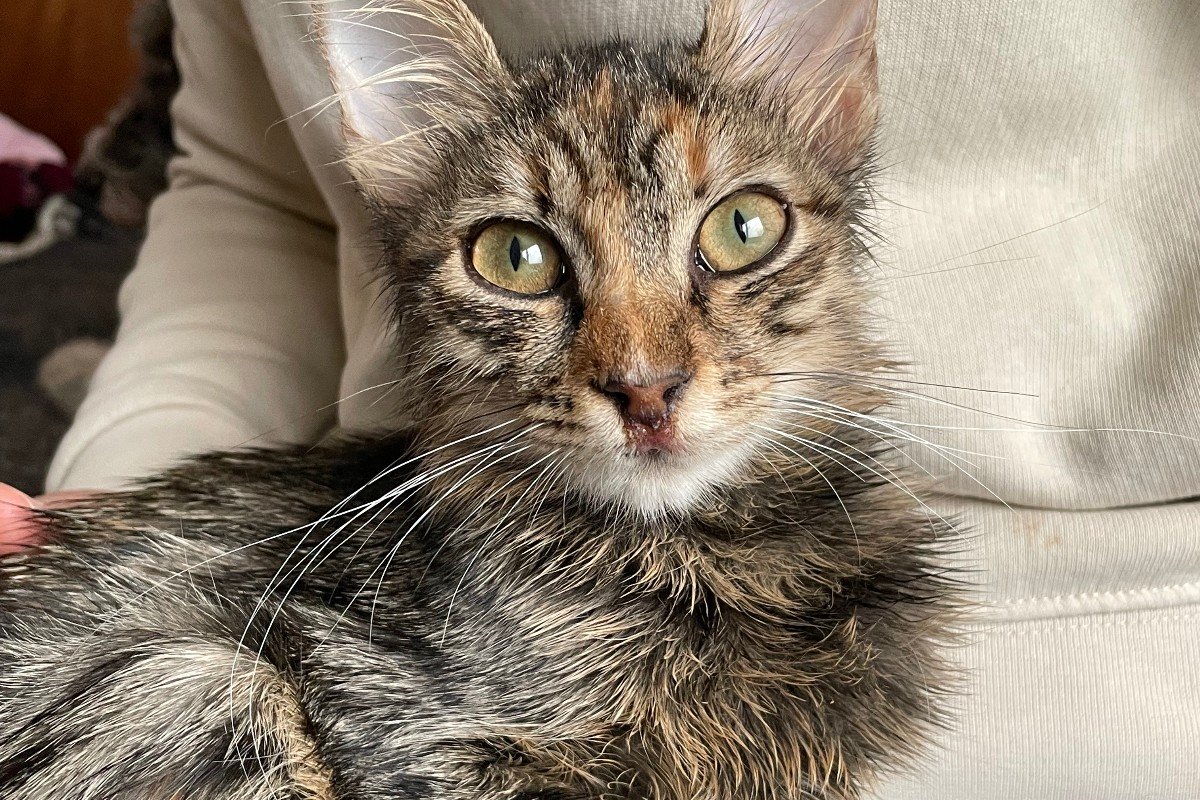 Nala