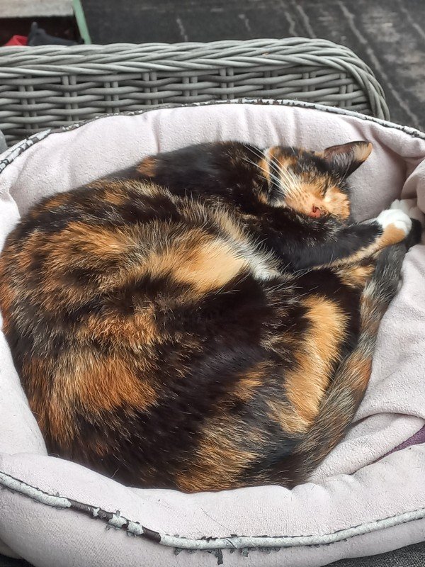 Pepper
