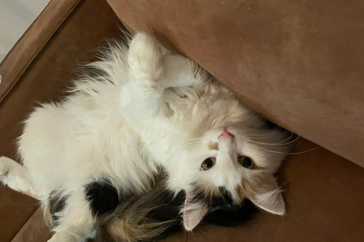 Oscar