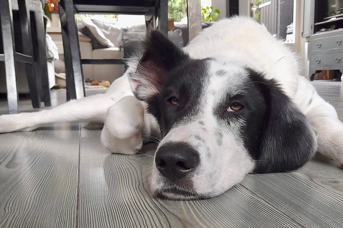 Beau
