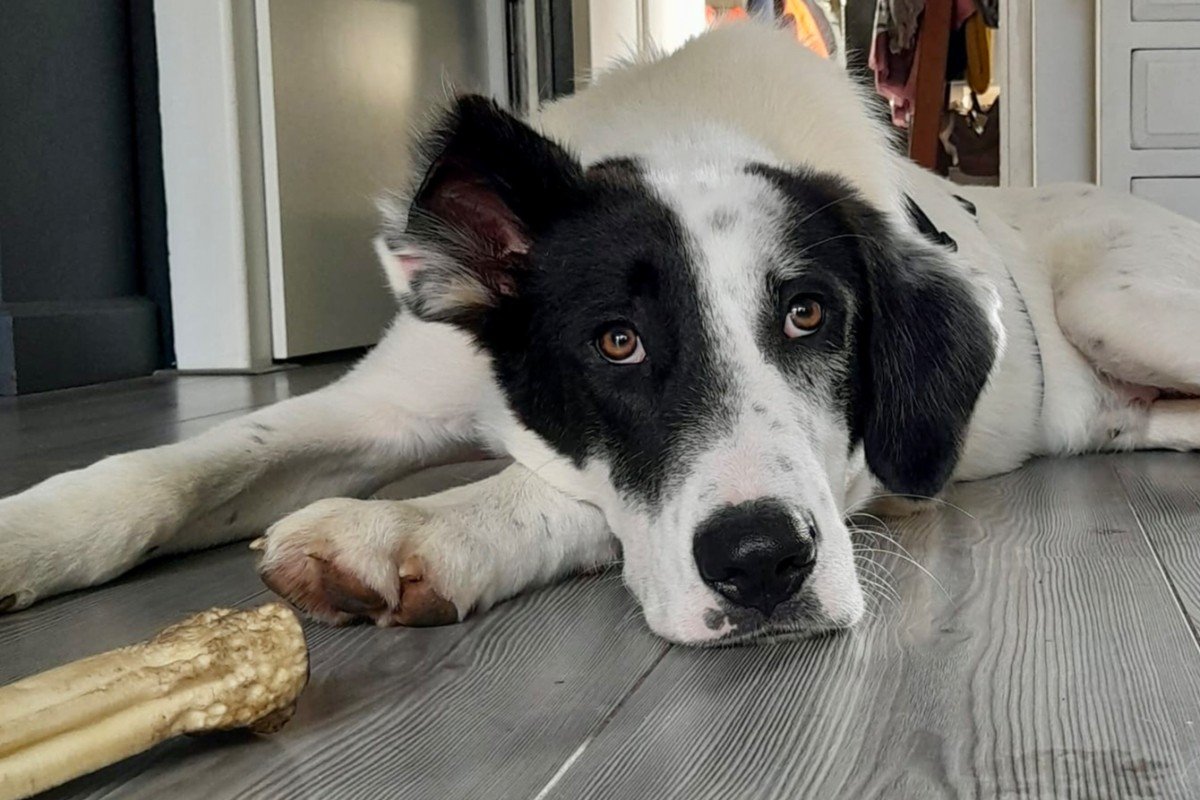 Beau