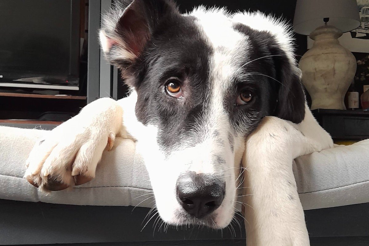 Beau