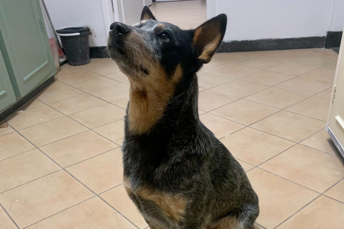 Loki