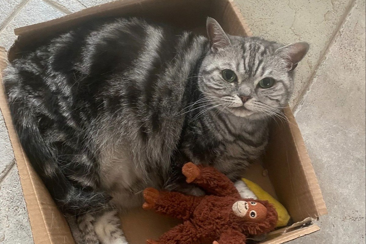 Poes (Officieel Celsey)