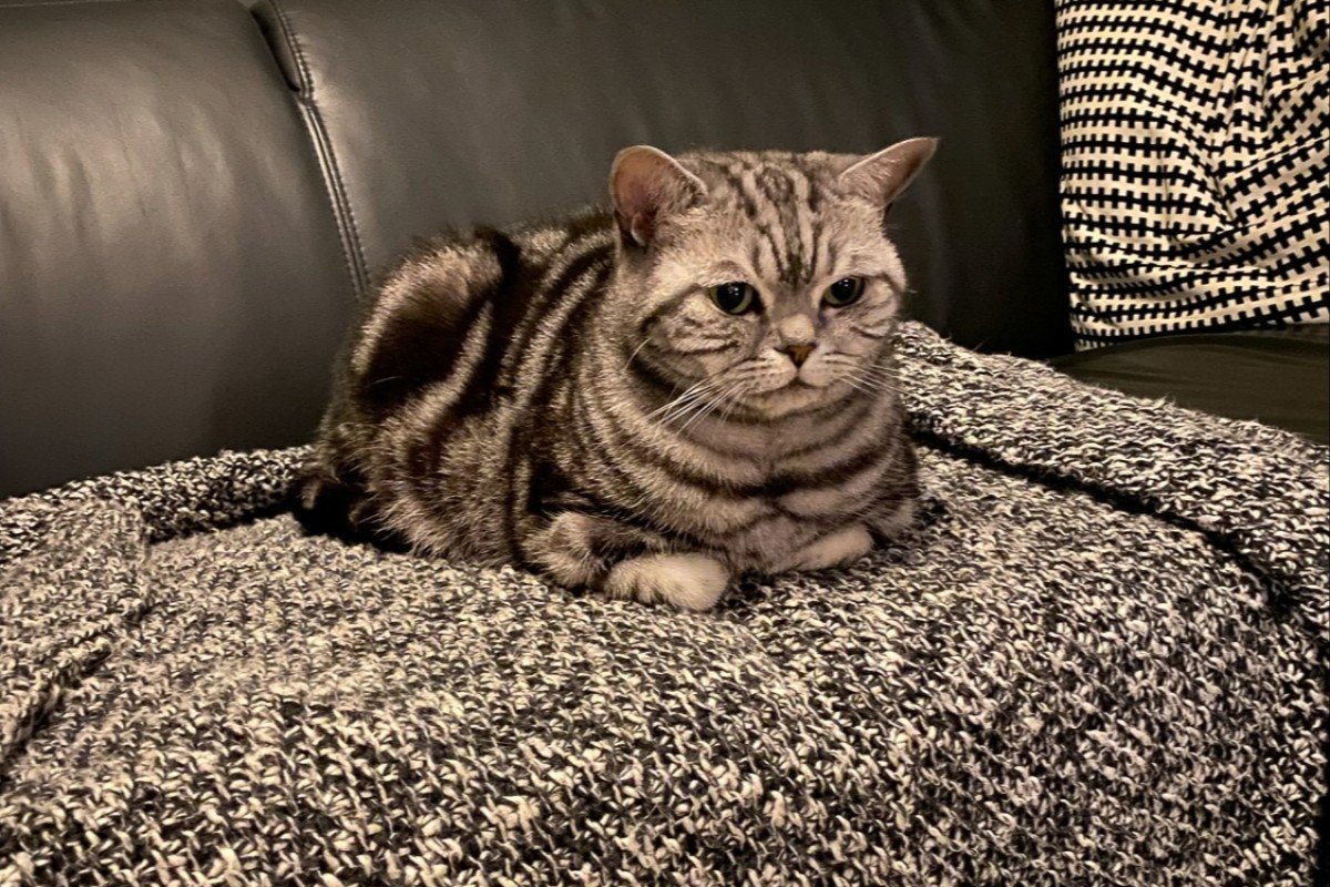 Poes (Officieel Celsey)