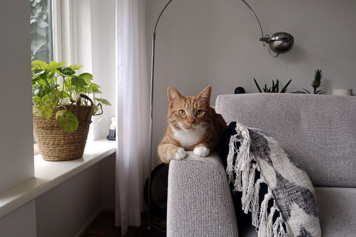 Karel