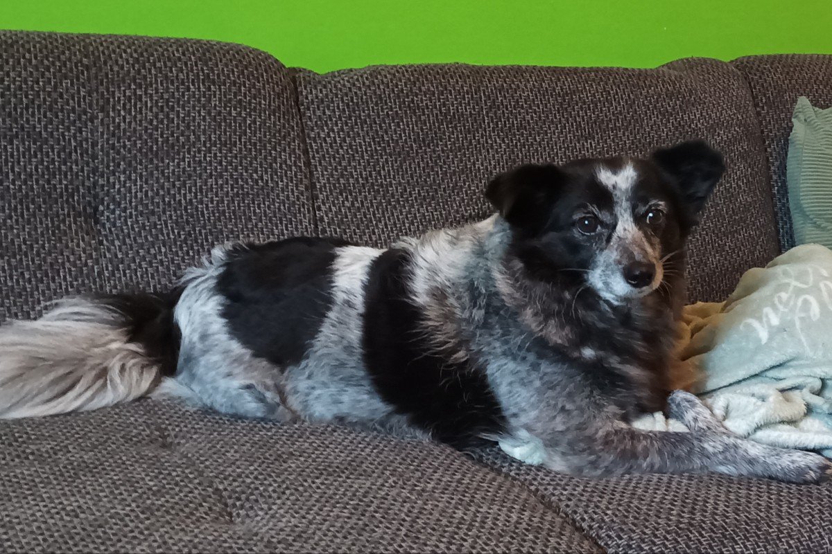 Lola