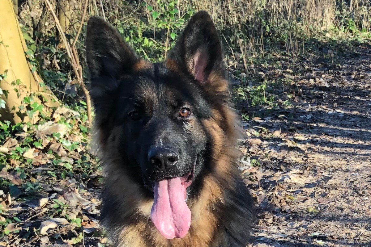 Ayla