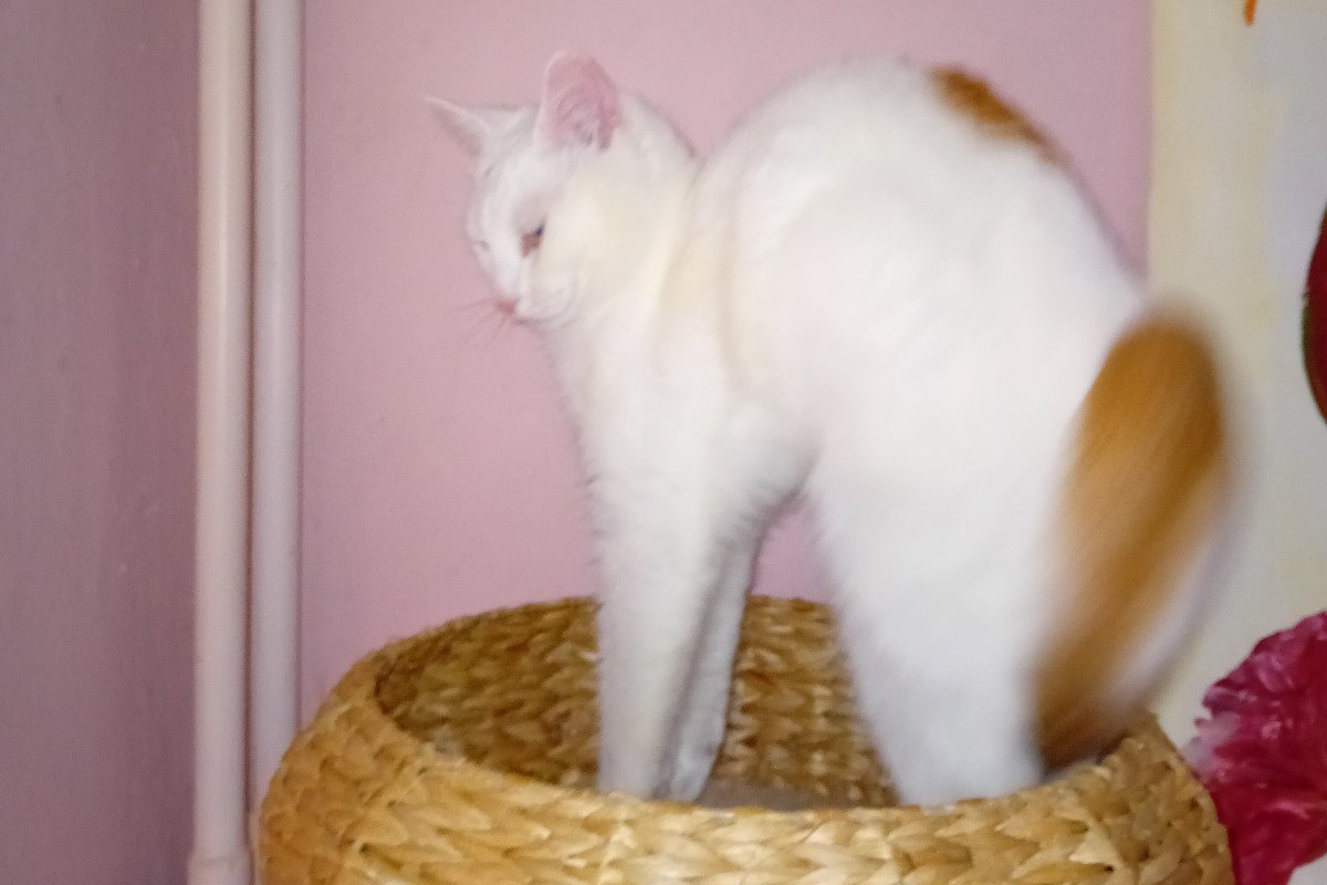 Kyan (voorheen Snoefie)