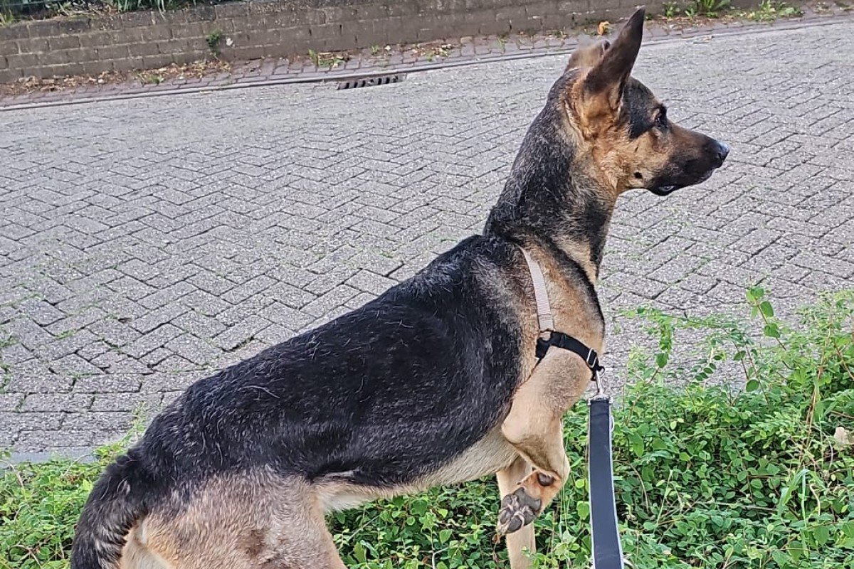 Dino