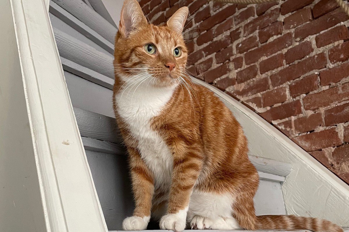 Tijger