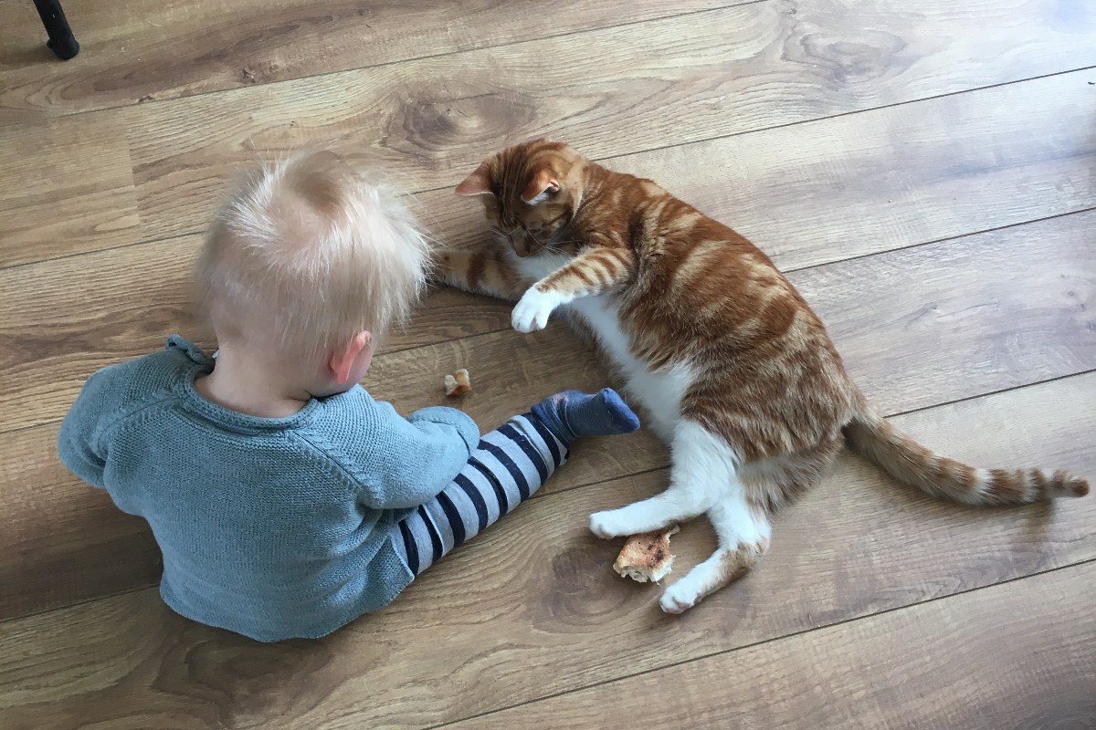 Tijger