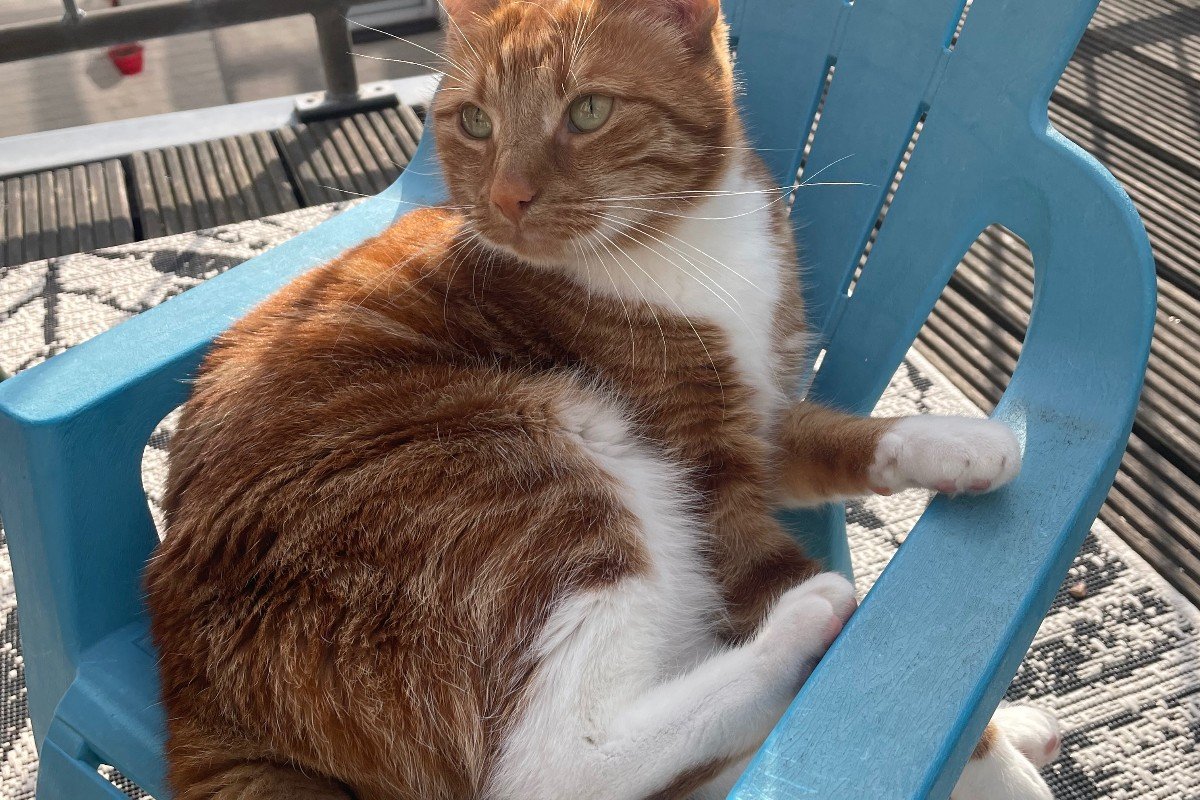 Tijger