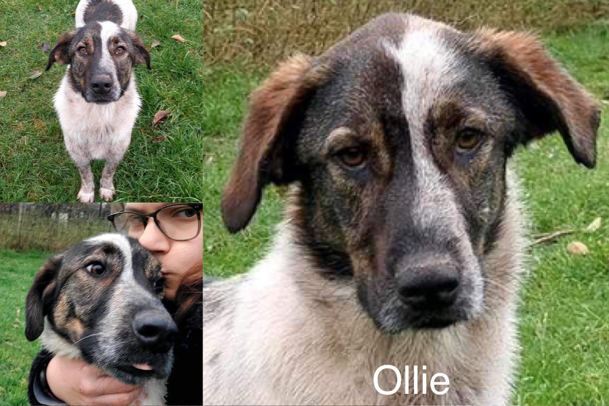 Ollie