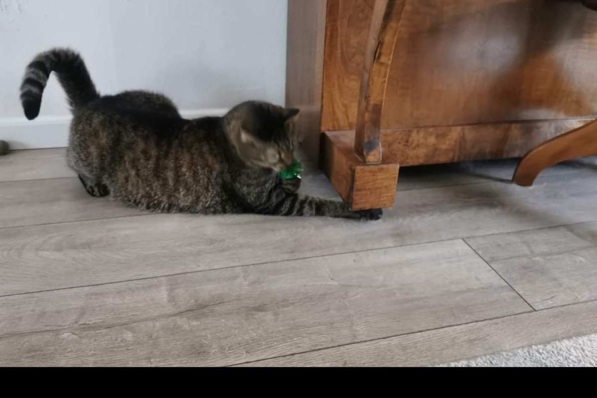 Beertje