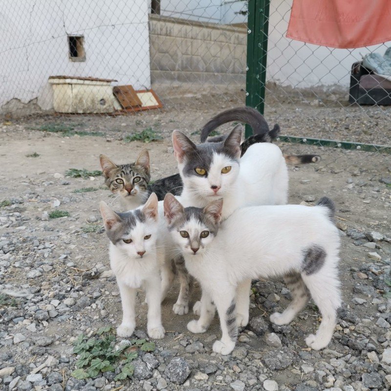 Kartopu