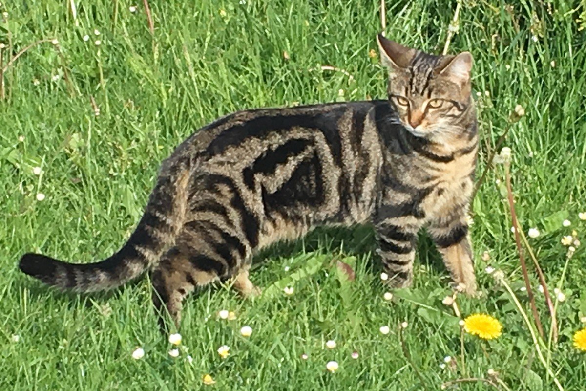 Nala