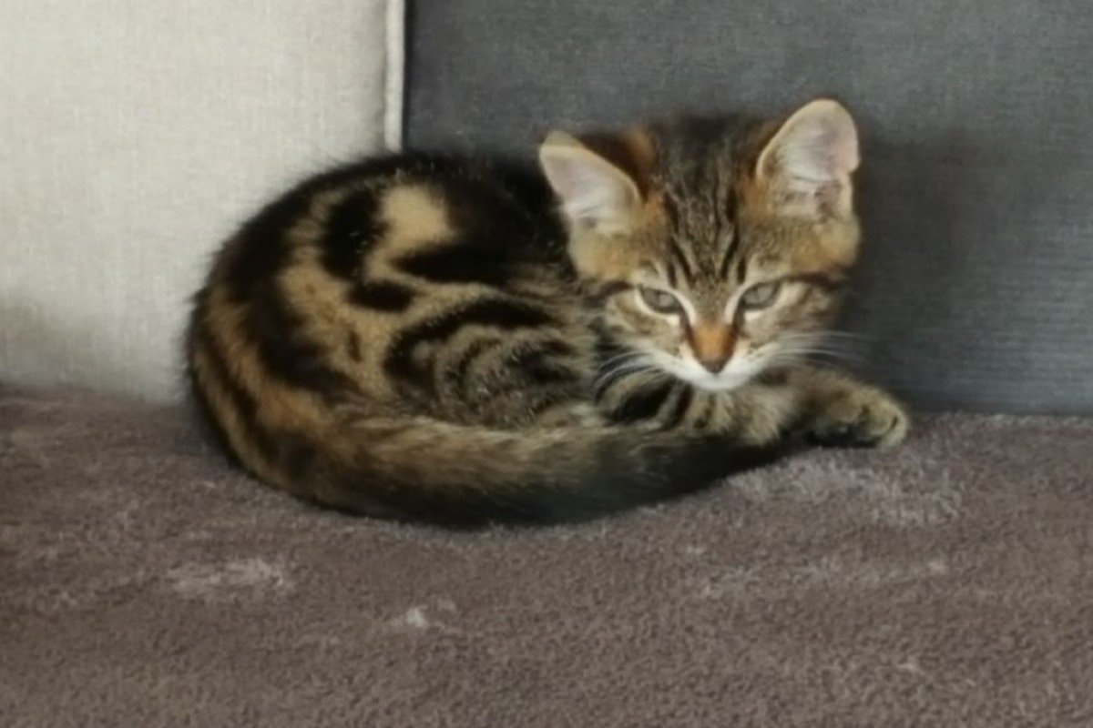 Nala