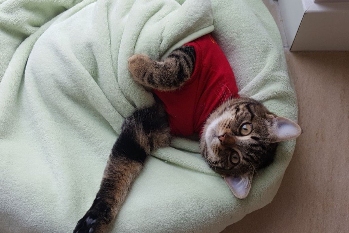 Nala