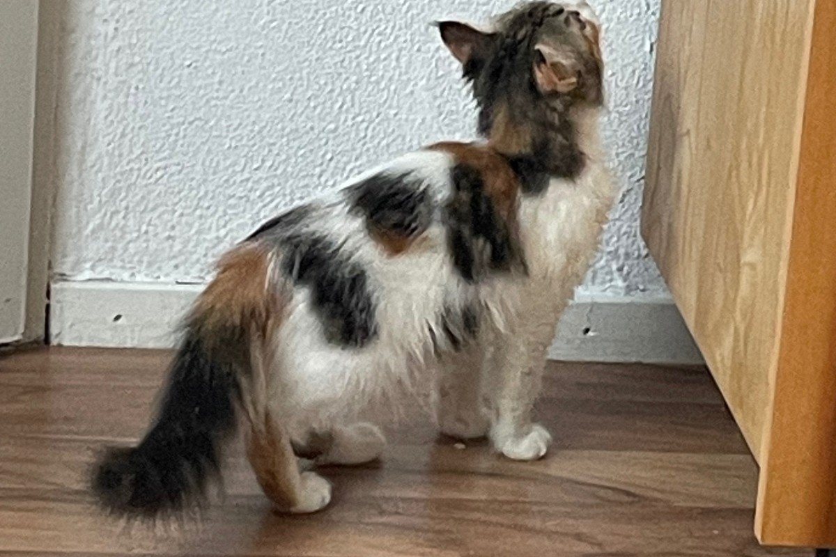 Linda