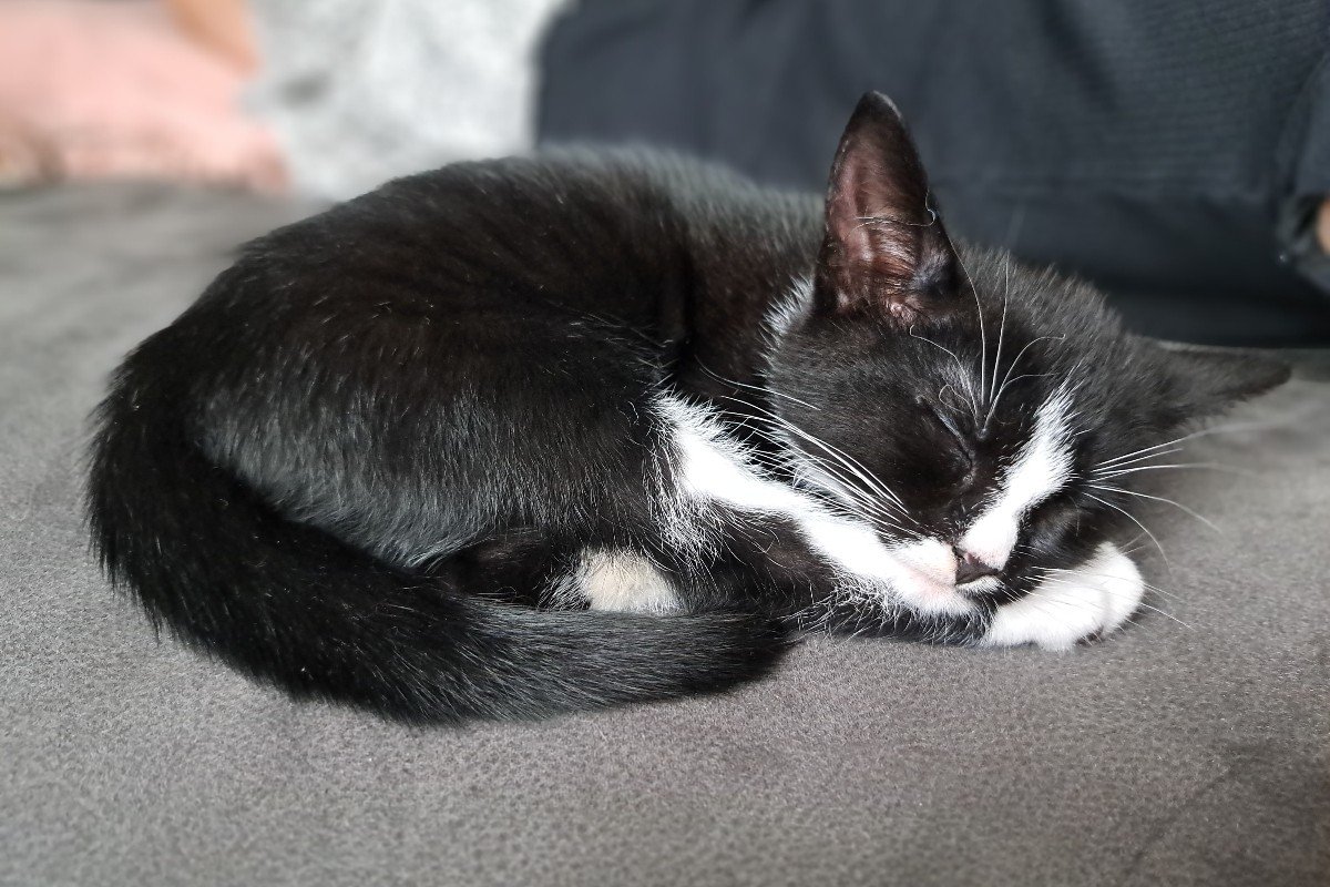 Gijs