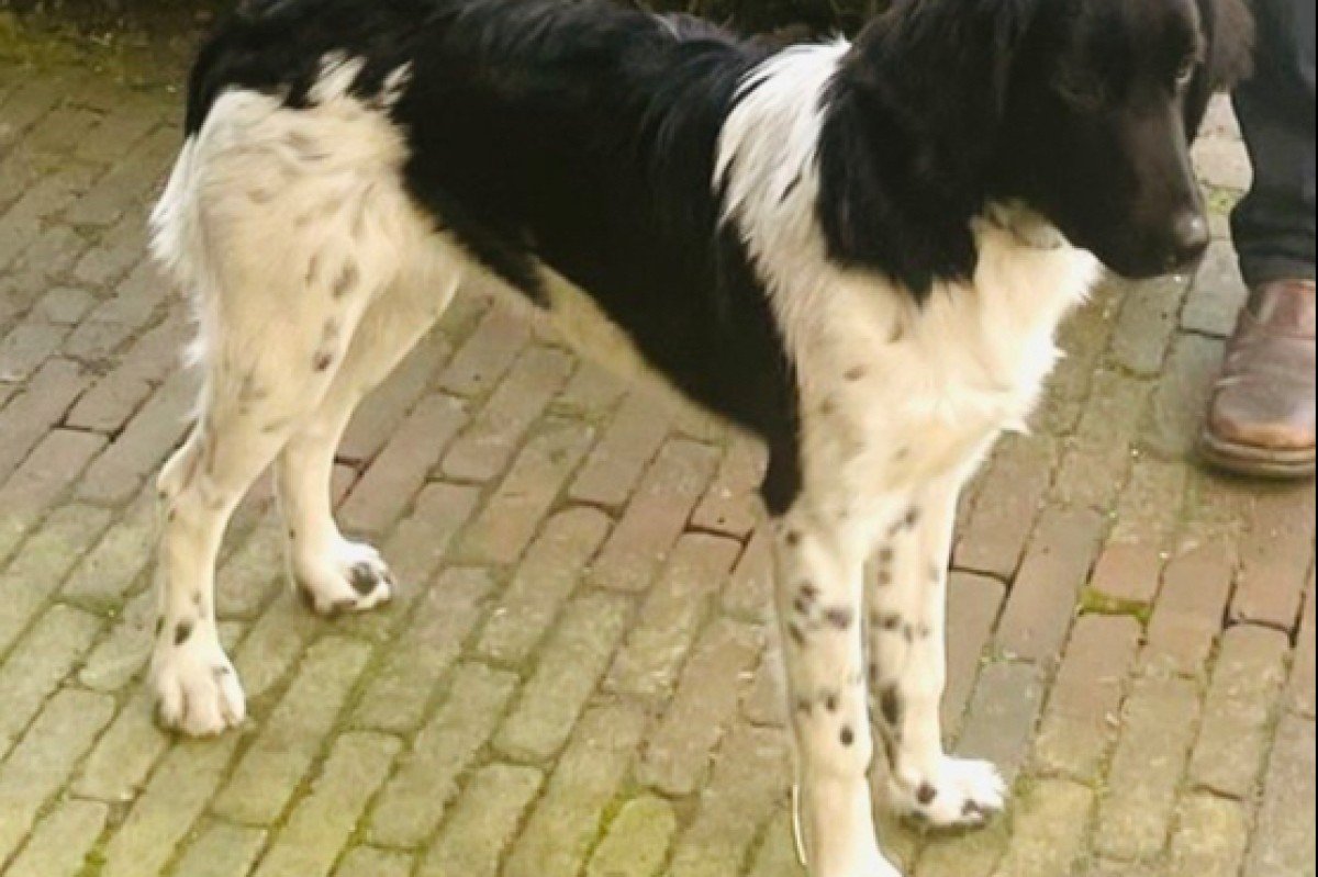 Bonnie