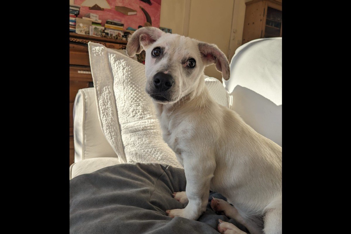 Koa