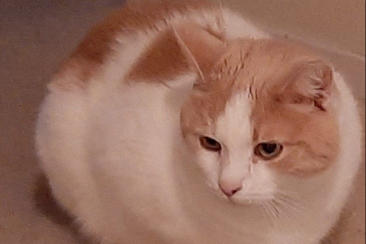 Simba