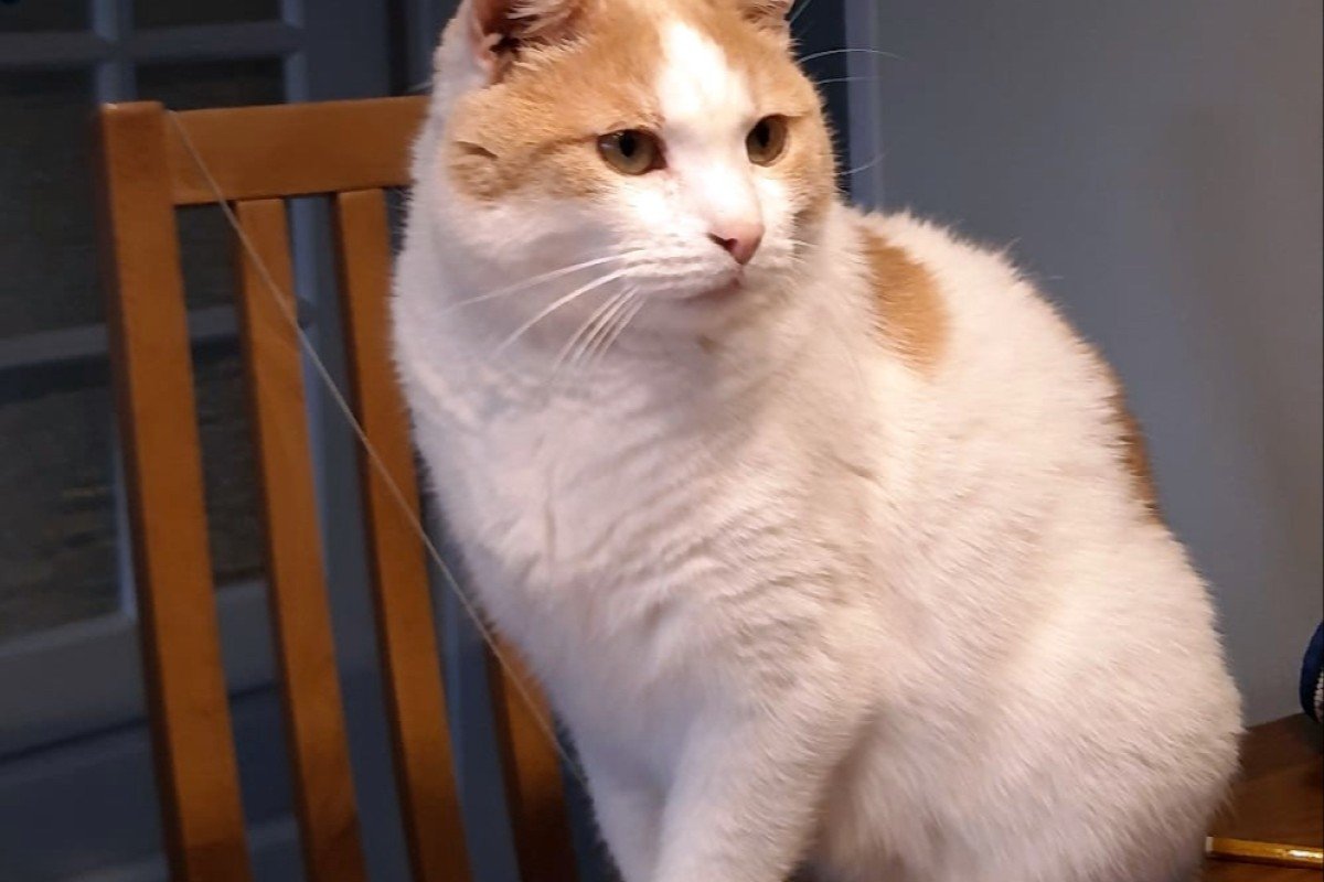 Simba