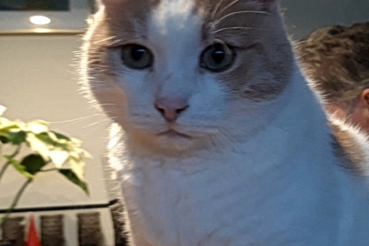 Simba