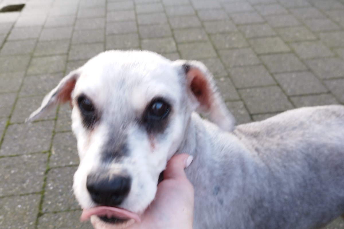 Dolly