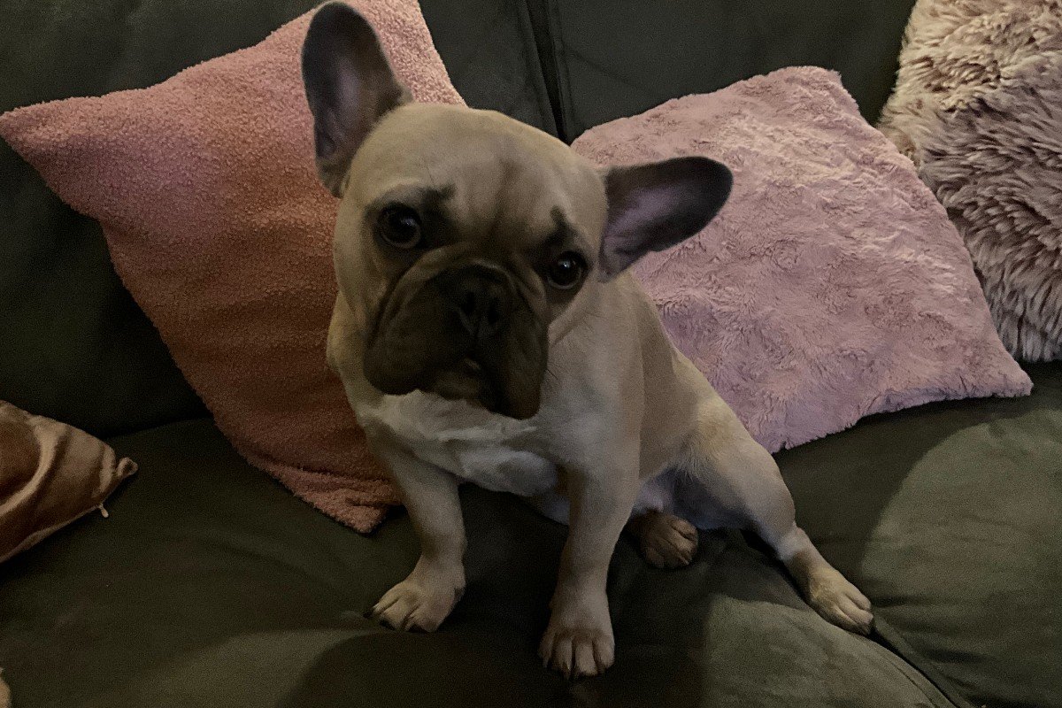 Pip
