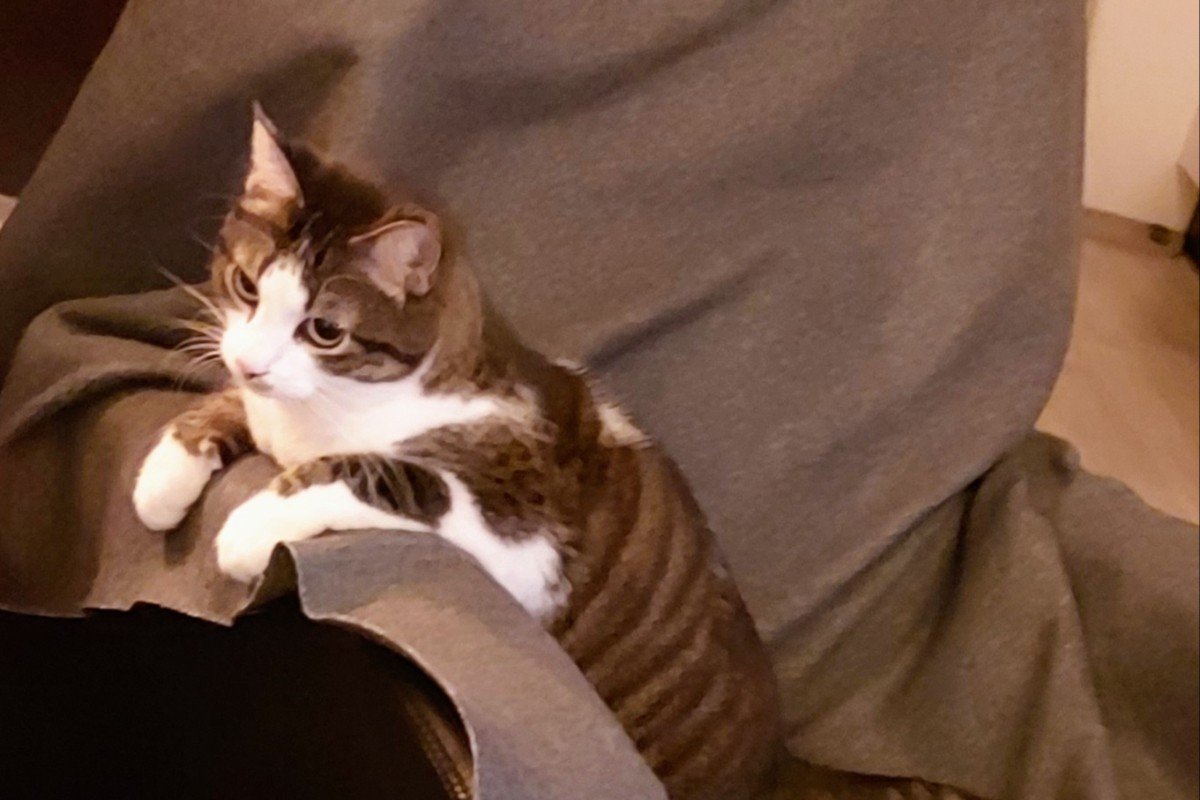Pip
