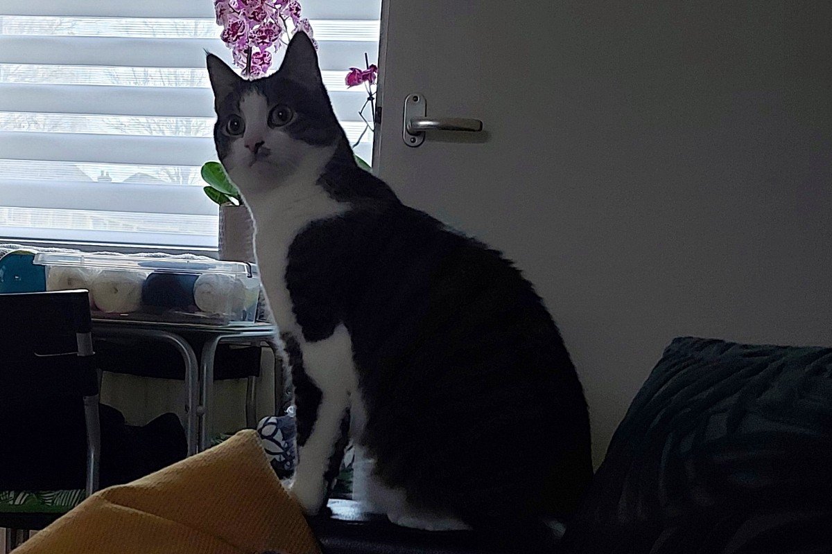 Pip