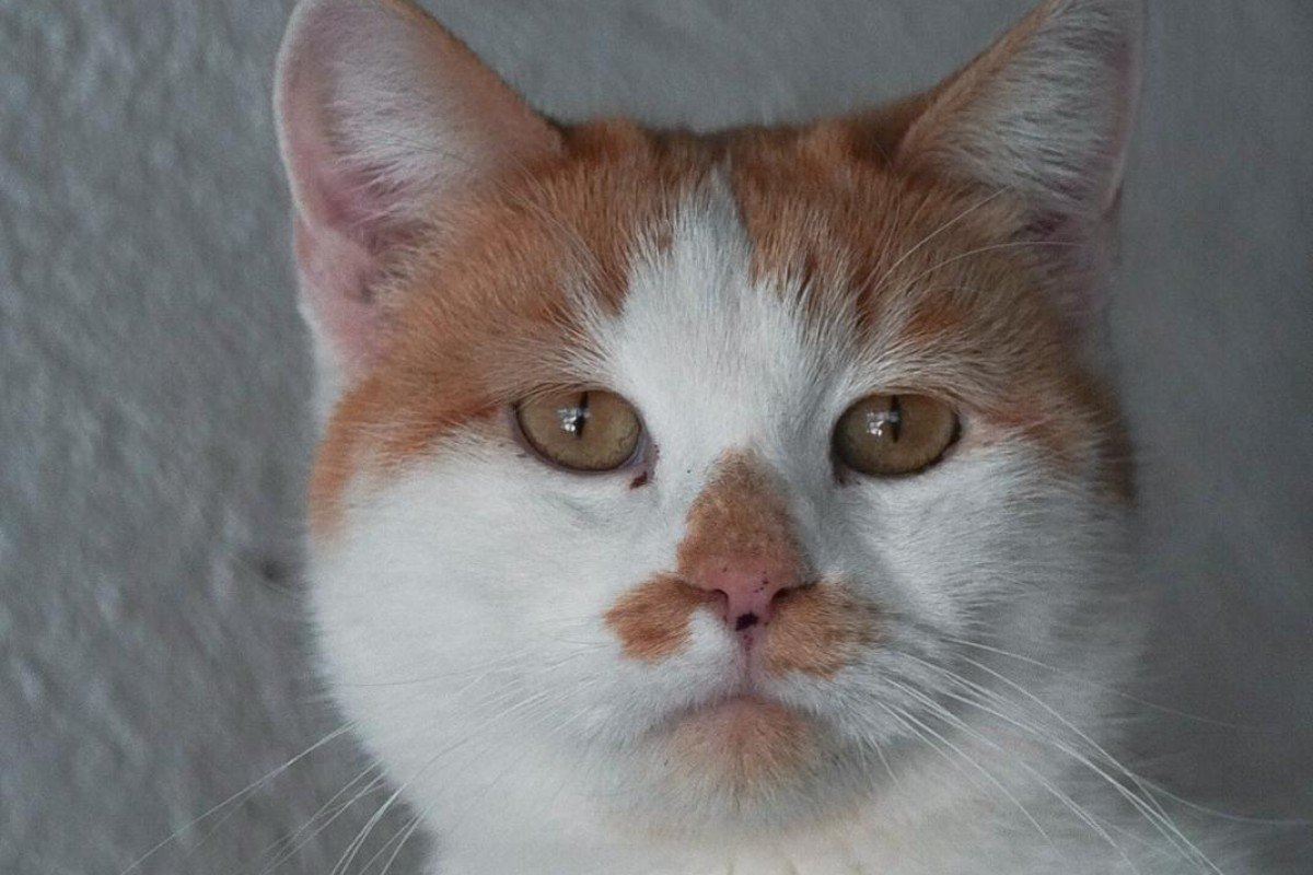 Blondi