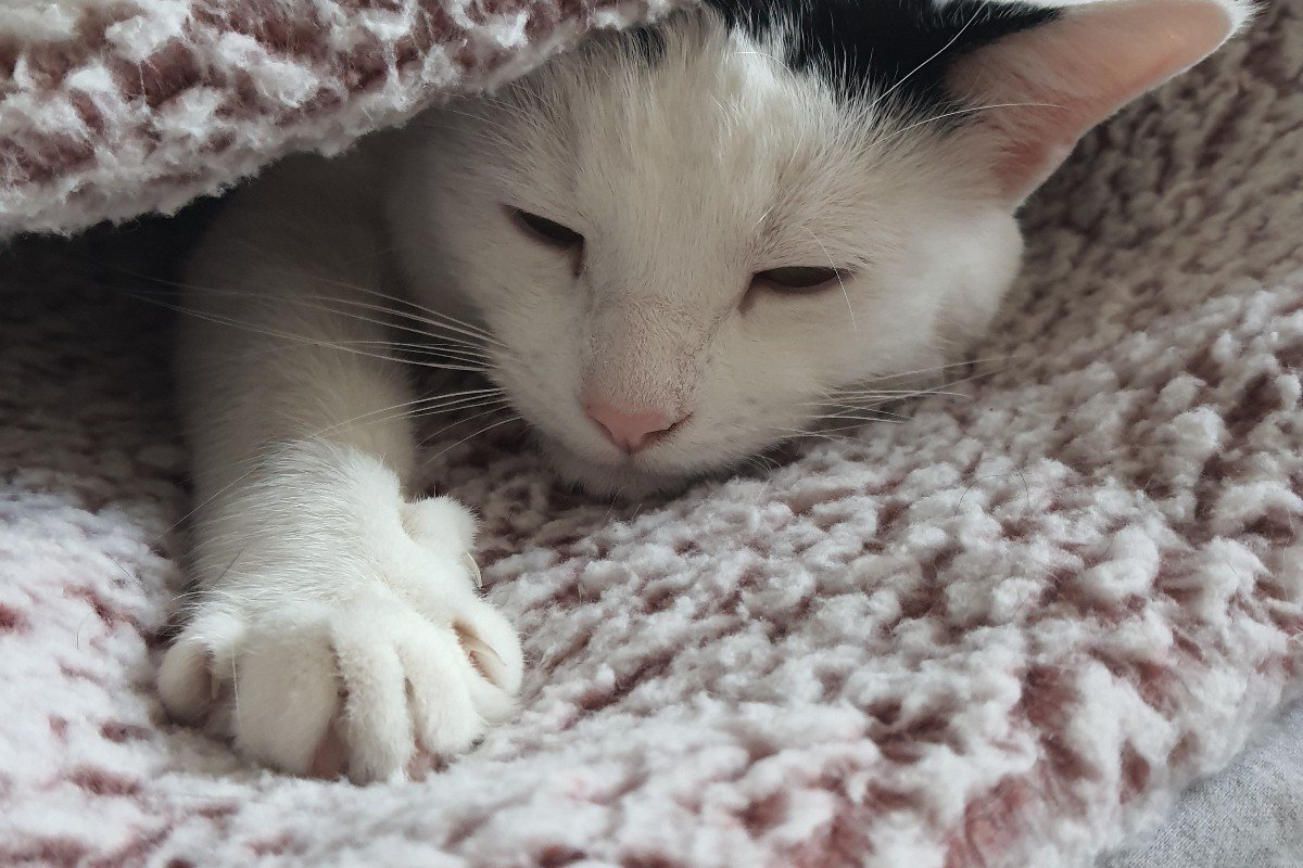 Tommy